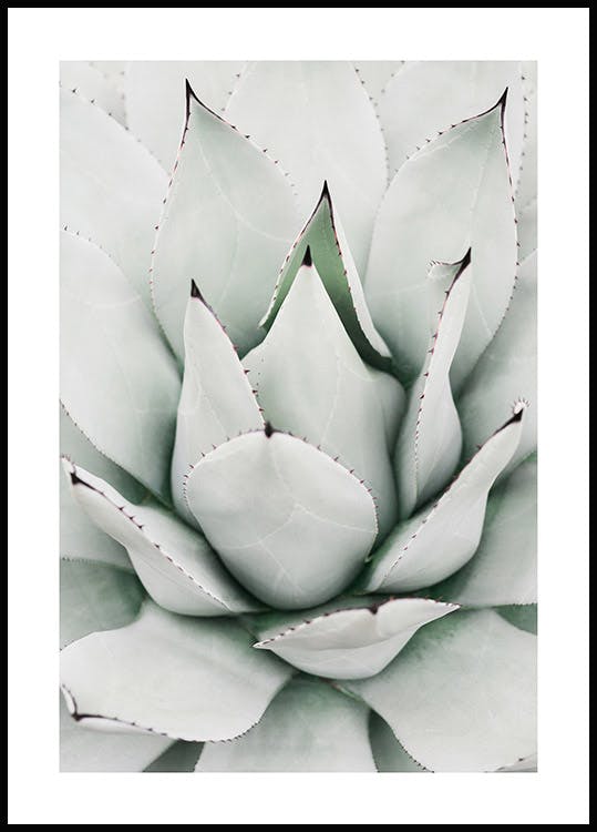 Green Agave Poster