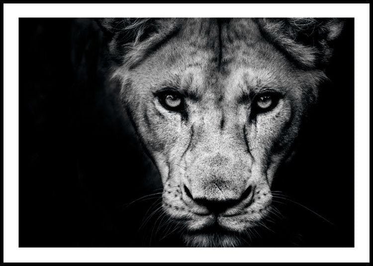 Lioness Close Up Poster