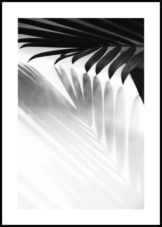 Palm Shadow B&W Poster