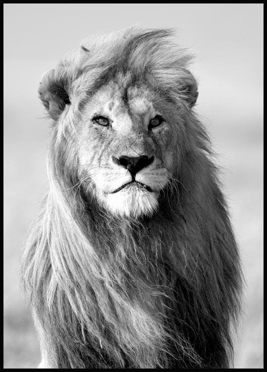 Majestic Lion Poster