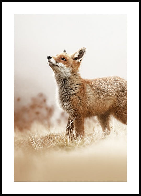 Fox Poster