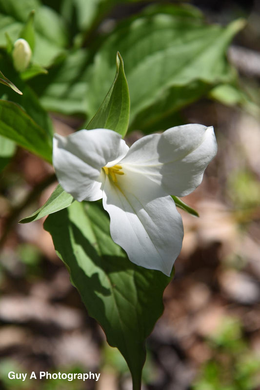 Trillium