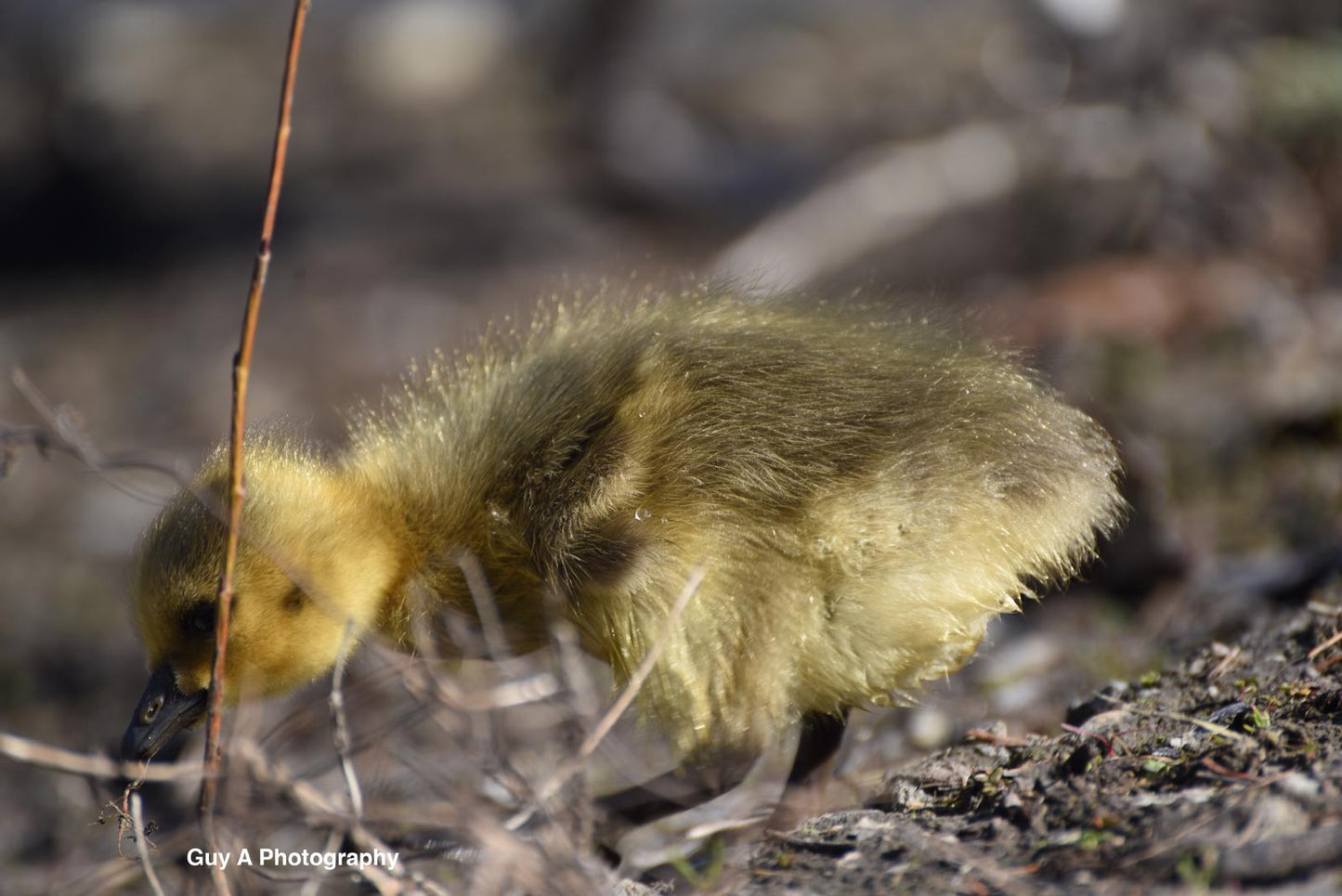 Gosling