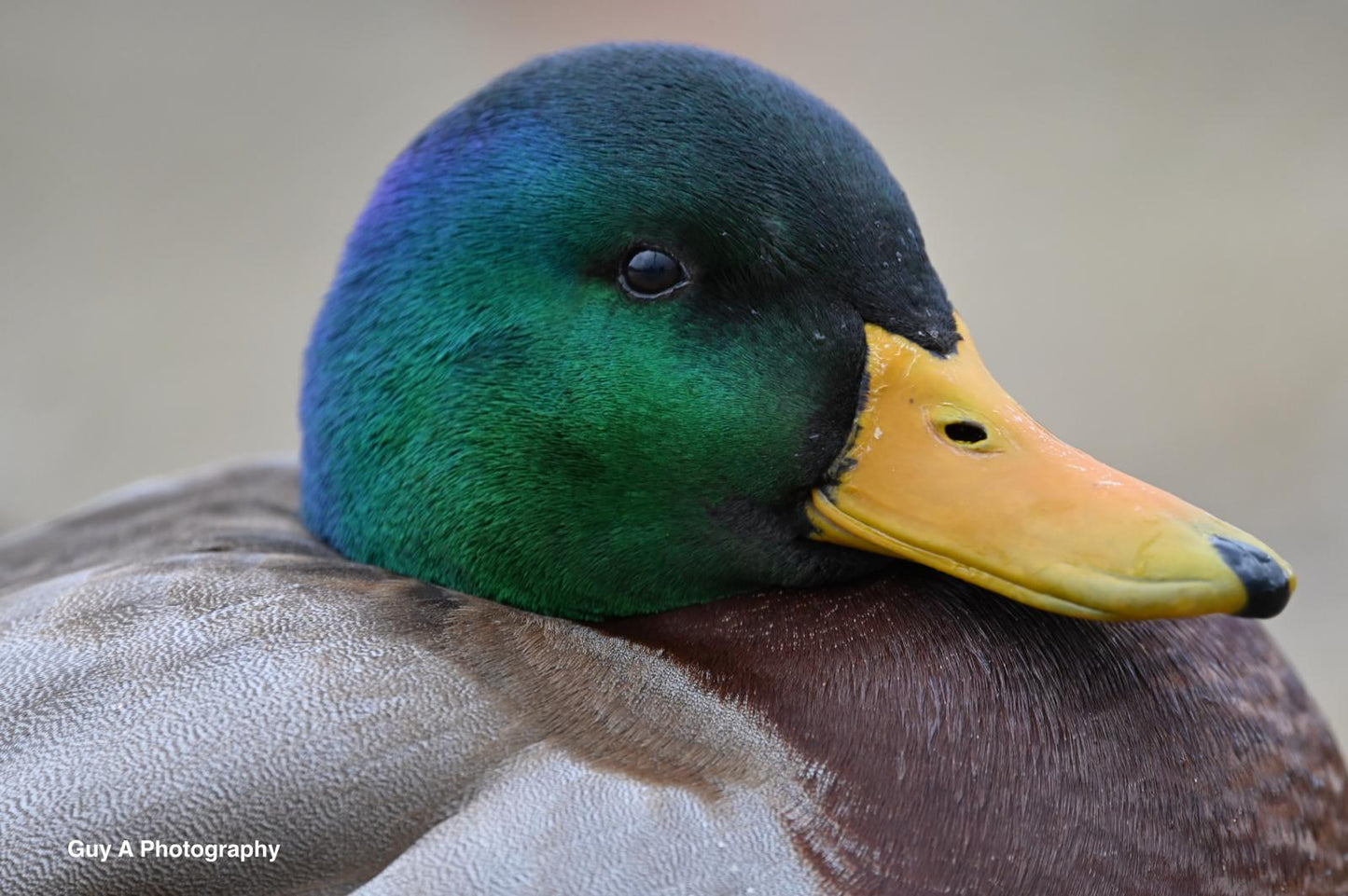 Duck