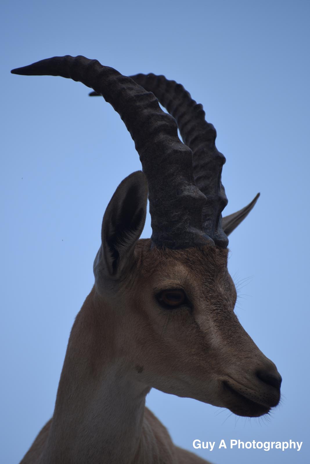 Mountain Goat