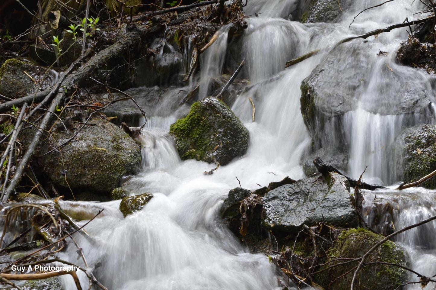 Whispers of the Forest Stream