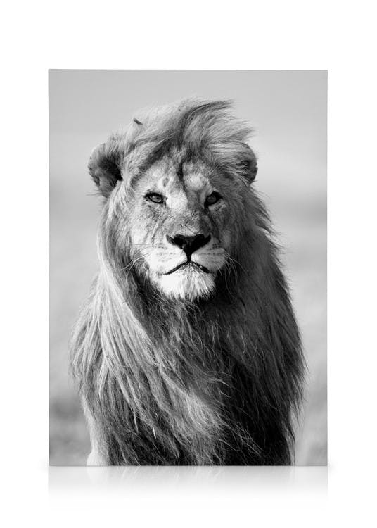 Majestic Lion Canvas print