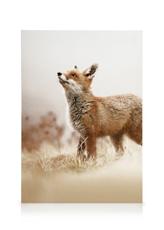 Fox Canvas print