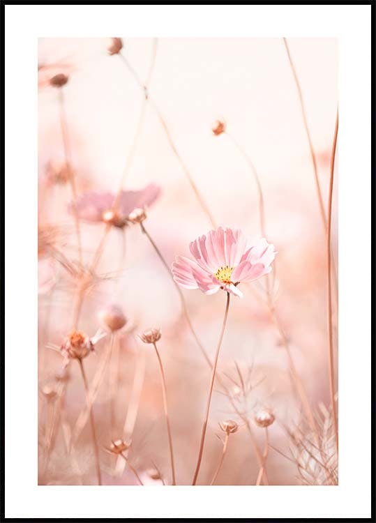 Pink Cosmos Flowers Poster