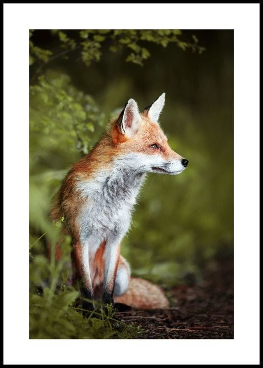 Thoughtful Fox Poster