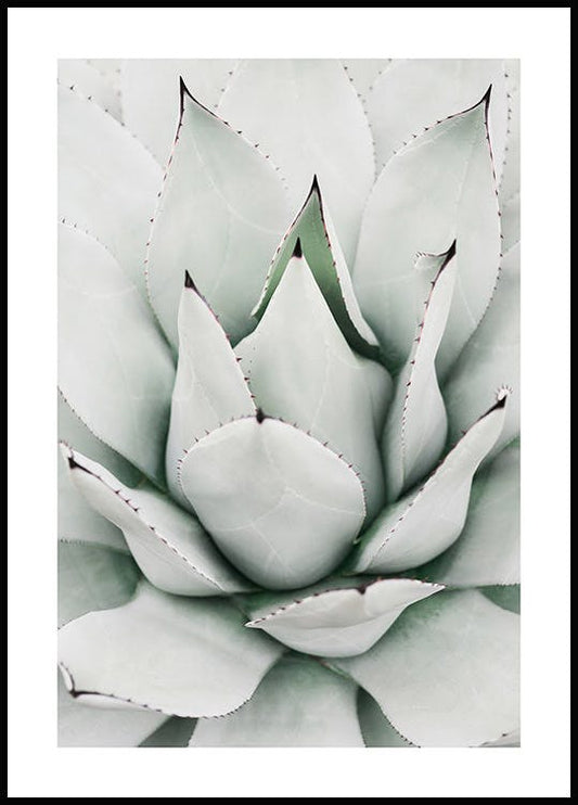 Green Agave Poster