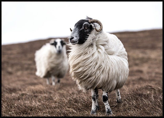 Sheep Poster