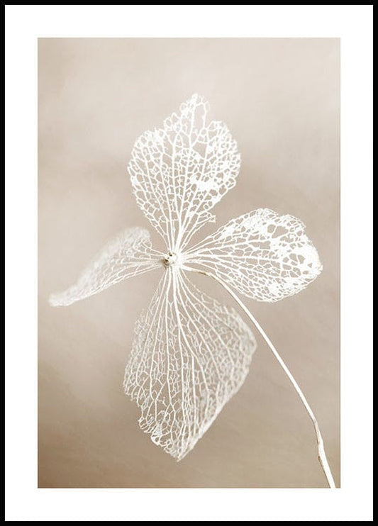 Dried flower Poster