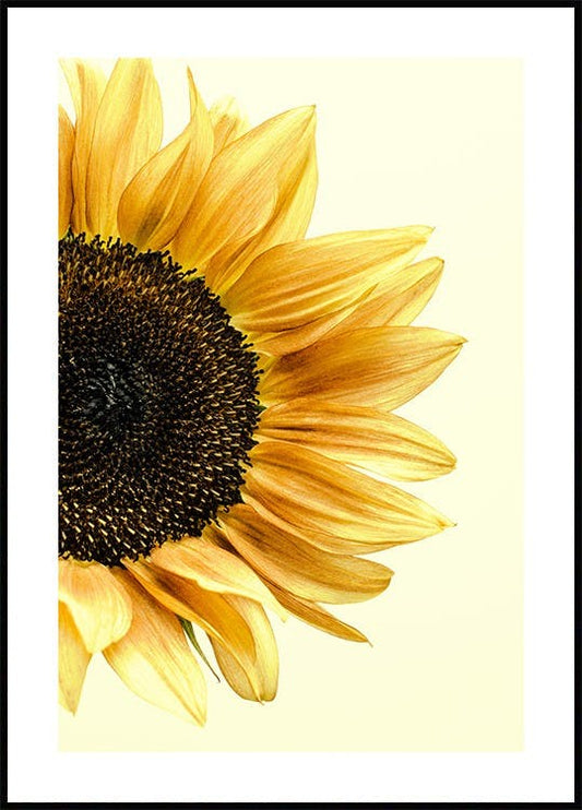 Sunflower Poster