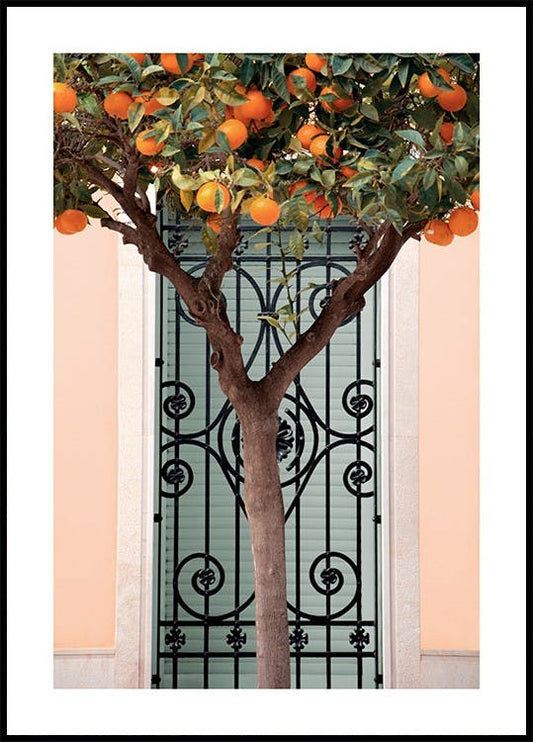Orange Tree in Valencia Poster
