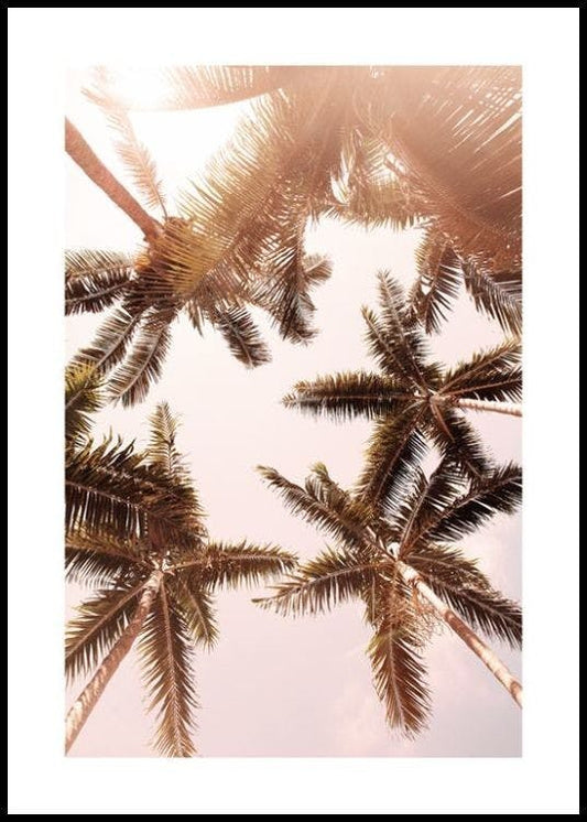 Palm Trees from Below Poster