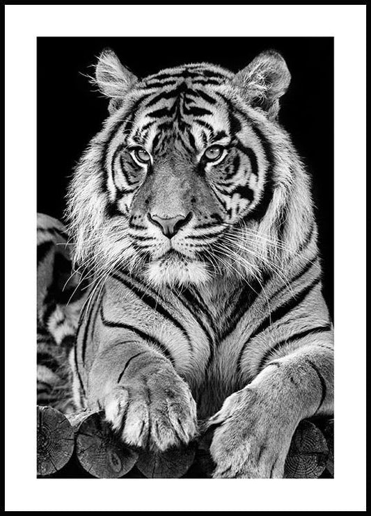 Tiger Portrait Poster
