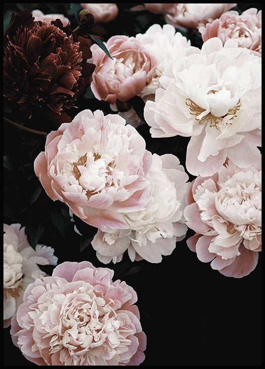 Spring Peonies Poster