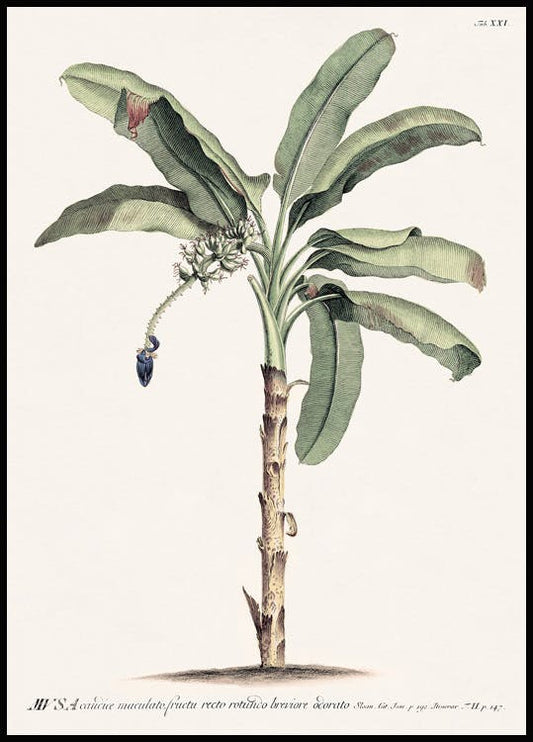 Vintage Banana Tree Poster