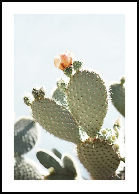 Orange Cactus Flower Poster