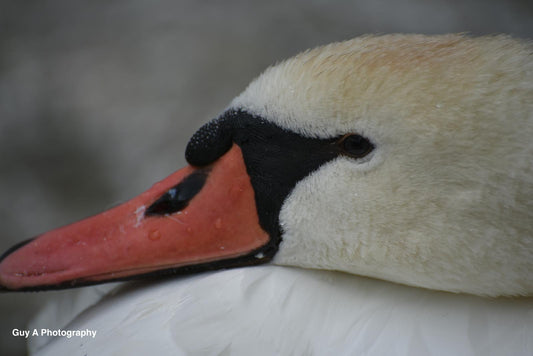 Majestic Swan Close-Up