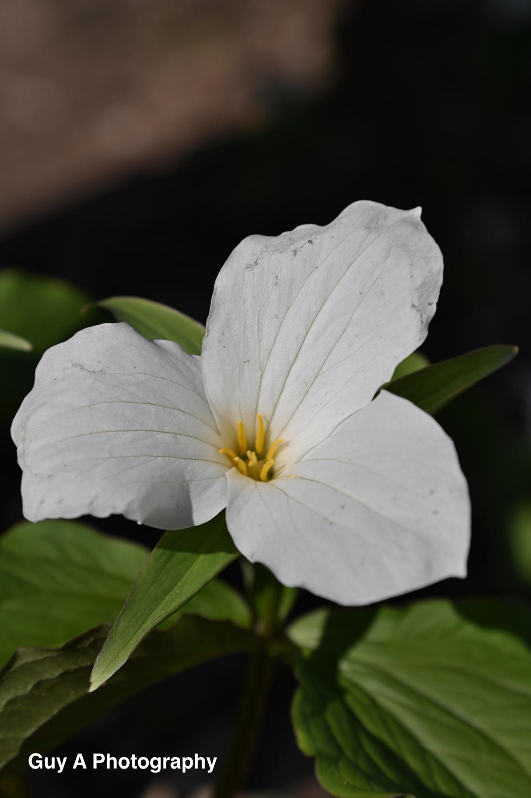 Trillium