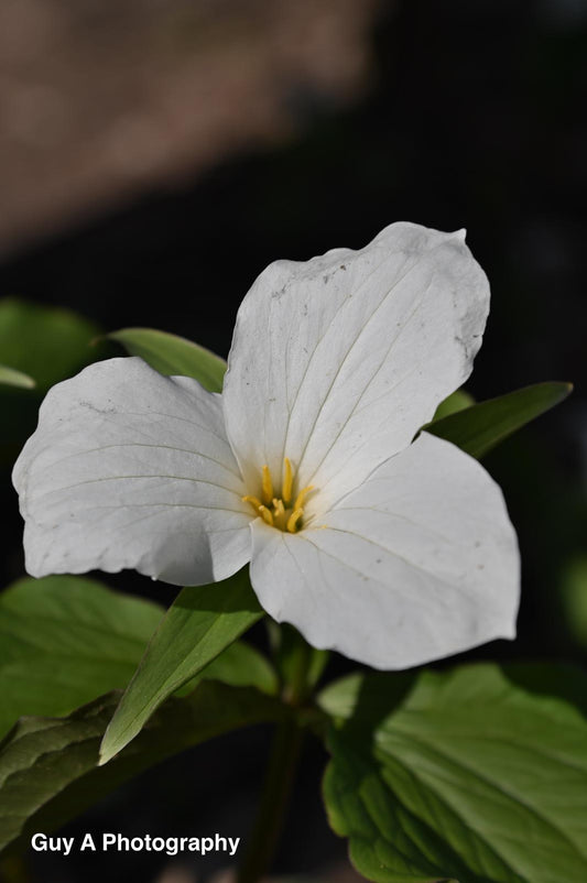 Trillium