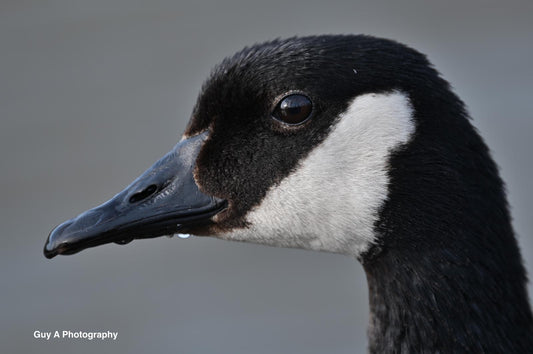 Goose Head
