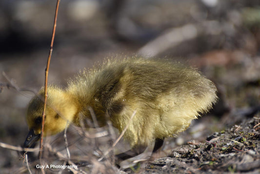 Gosling