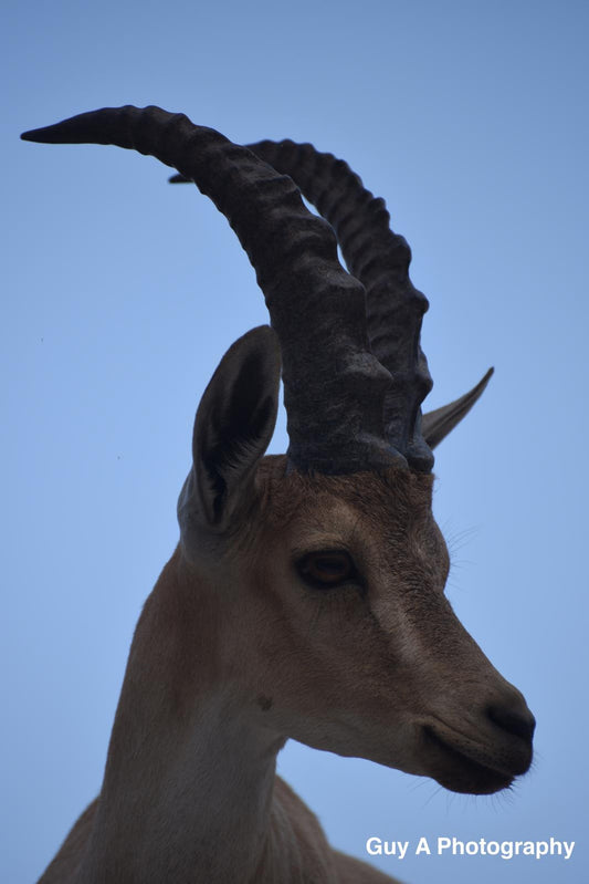 Mountain Goat