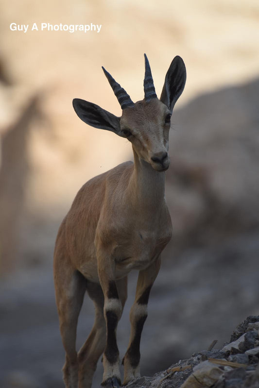Mountain Goat