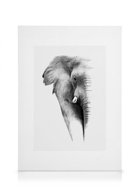 Elephant Canvas Print