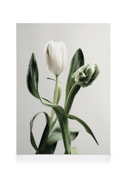 Tulips Canvas Prints