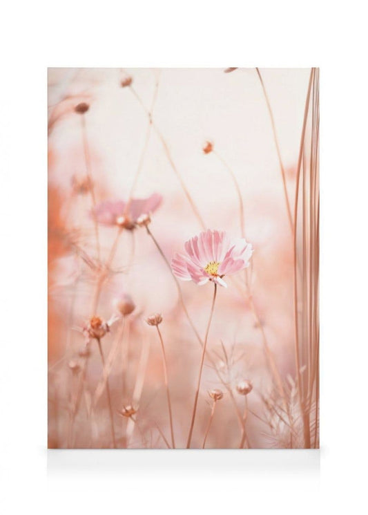 Pink Cosmos Flowers Canvas Print
