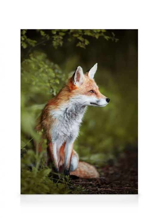 Thoughtful Fox Canvas print