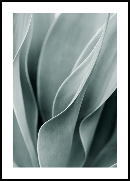 Agave leaves Poster