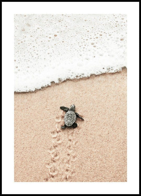 Small Beach Turtle Poster
