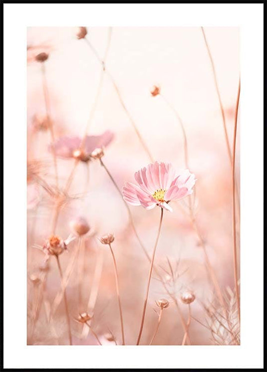 Pink Cosmos Flowers Poster