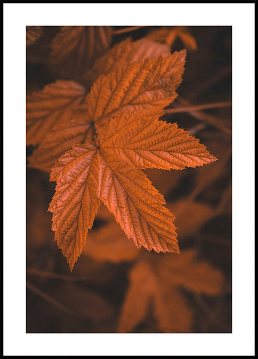 Close Up Leaf Poster