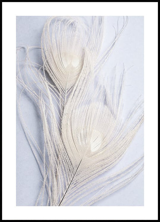 White Peacock Feathers Poster