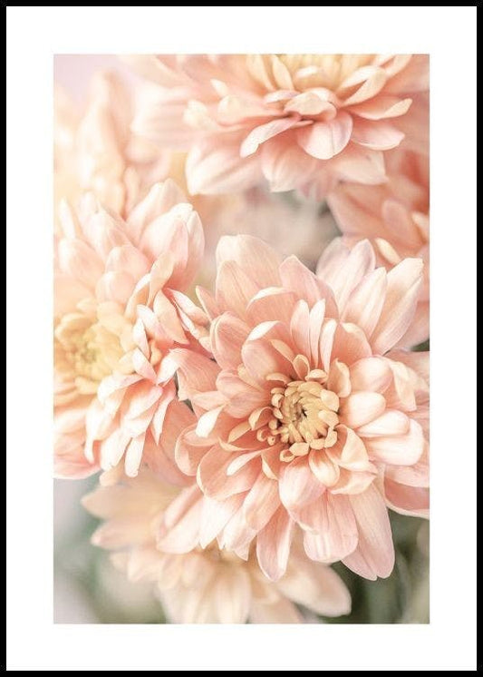 Pastel Dahlias Poster