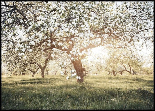 Blooming Trees in Sunlight Poster